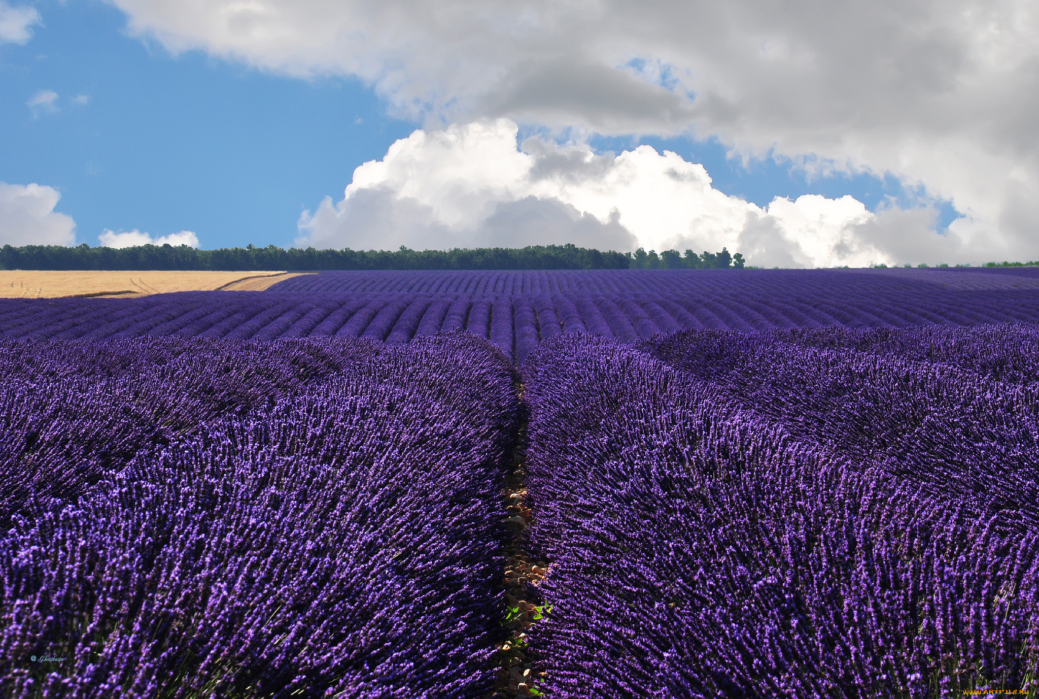 valensole, france, , , , , , 